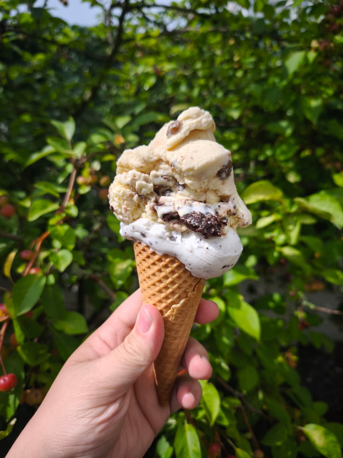 Waffel des Eiscafé Riviera vor der Hecke